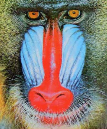 mandrill