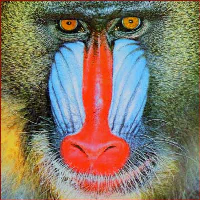 mandrill